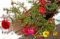 Mixed Portulaca grandiflora growth