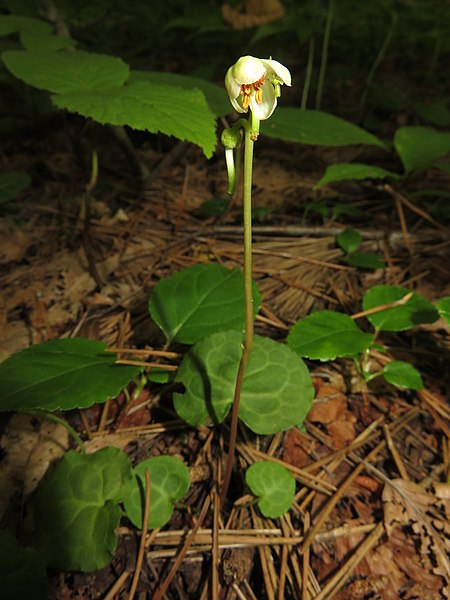 Файл:Pyrola renifolia 1.JPG