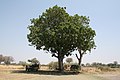 A Sausage Tree in Botswana in use as an airport departure lounge.