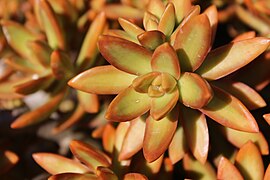 Sedum adolphii