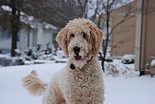 Apricot goldendoodle