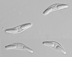 Споры Sphaeromyxa hellandi