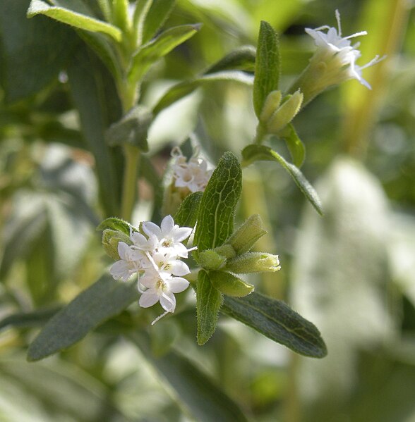 File:Stevia rebaudiana flowers.jpg