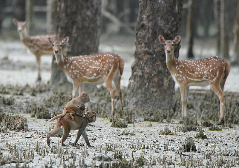 Файл:Sundarbans East Wildlife Sanctuary-2023-01.jpg