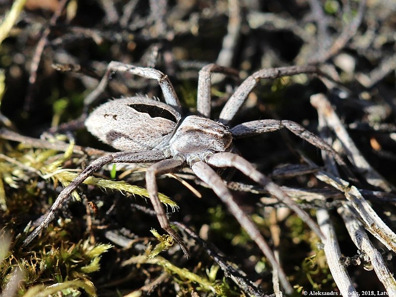 File:Thanatus formicinus 01.JPG