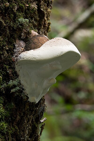 File:Unidentified Fungus 8789.jpg