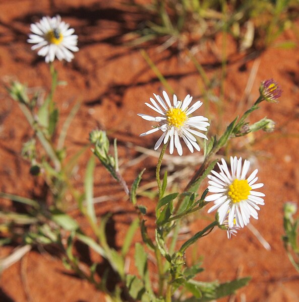 File:Vittadinia arida flowers.jpg