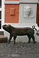 Junto al antiguo ayuntamiento se halla esta escultura que representa al cerdo de la Säubrennensage o leyenda de la quema del cerdo.