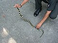 Banded krait captured in Binnaguri, North Bengal, India