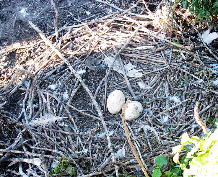 File:American White Pelican Nest.jpg