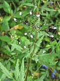 Miniatura para Amethystea caerulea