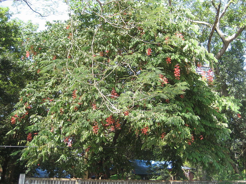 File:Amherstia Nobilis, Yangon, Myanmar.jpg