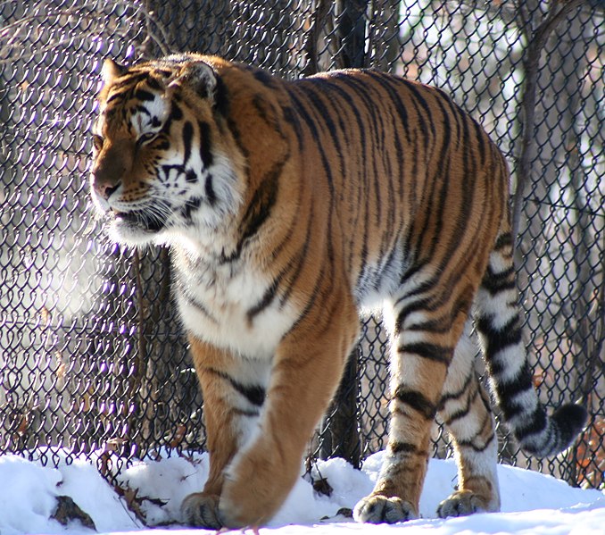 File:Amur (siberian) tiger prowling.jpg