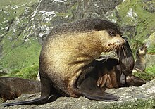 Arctocephalus tropicalis CrozetIslands male.jpg