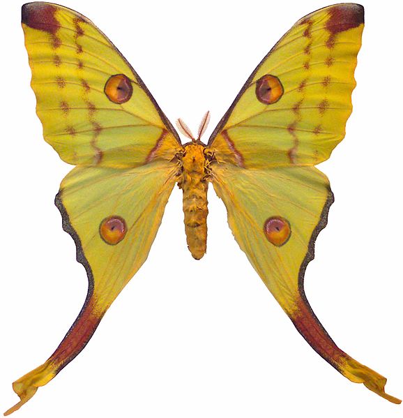 Archivo:Argema mittrei female mounted.jpg