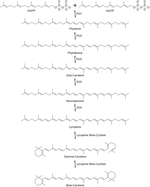 File:Beta Carotene Synthesis.svg