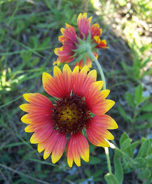 File:BlanketFlowerGaillardiapulchellaTexas.jpg