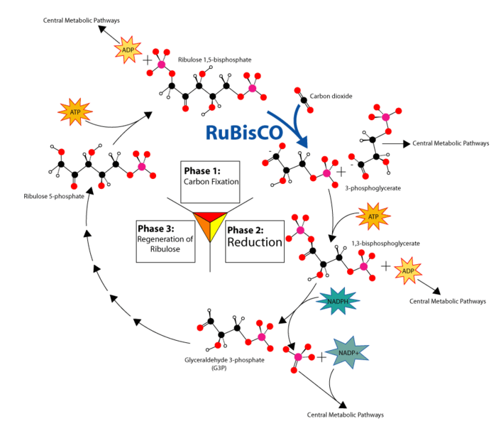 File:Calvin-cycle3.png