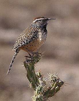 Обыкновенный кактусовый крапивник Campylorhynchus brunneicapillus