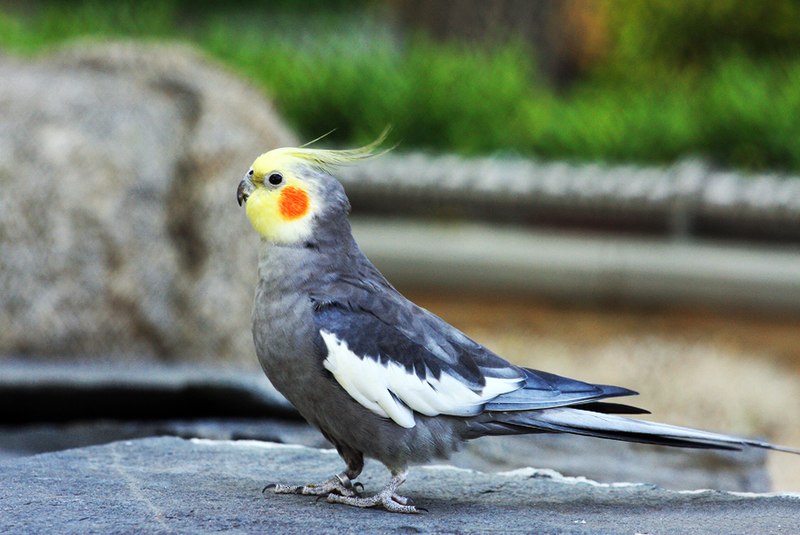 File:Cockatiel Parakeet (Nymphicus hollandicus)9.jpg