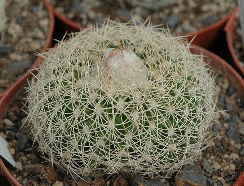 Archivo:Discocactus araneispinus habit.jpg