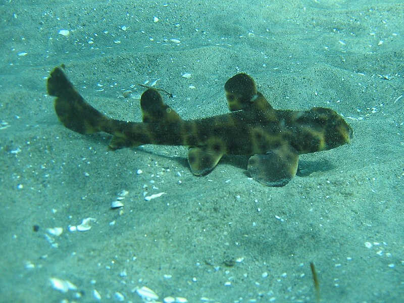 Файл:Horn shark.JPG