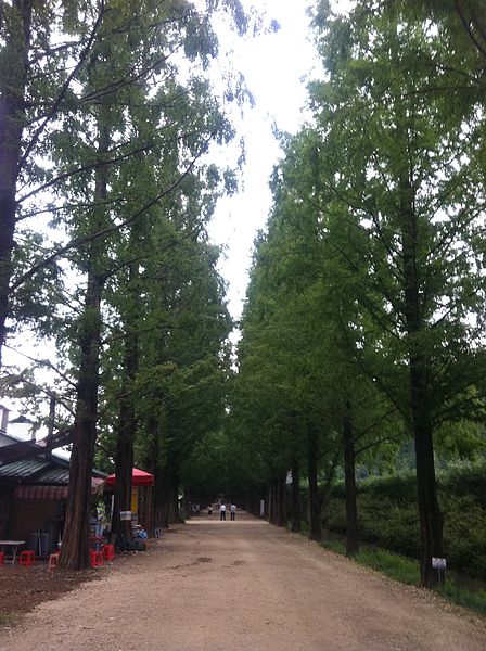 File:Metasequoia trees in summer.jpg