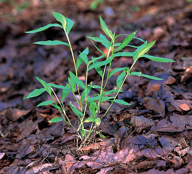 File:Microstegium viminium specimen.jpg