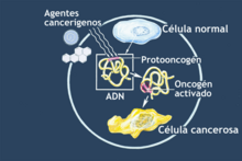 Oncogenes illustration-es.png