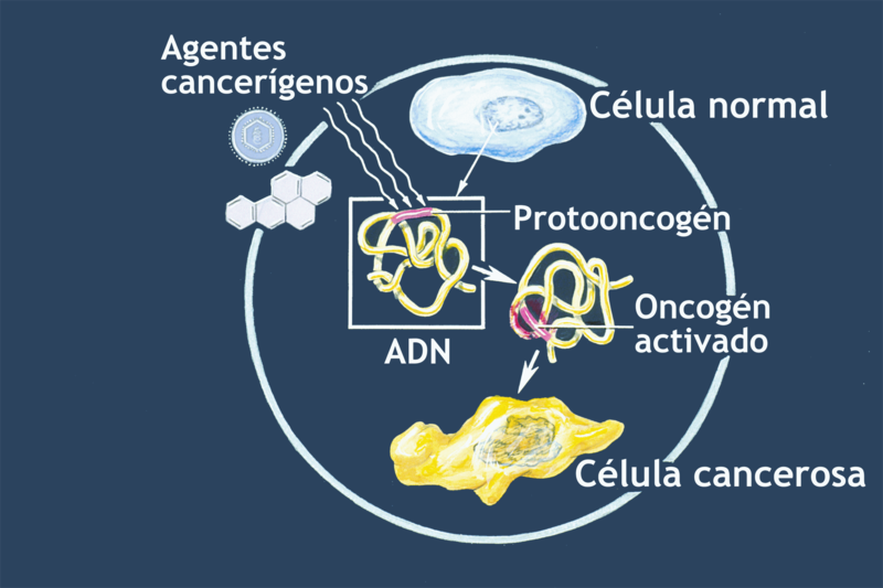 Archivo:Oncogenes illustration-es.png