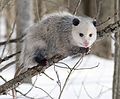 Image 6 Virginia Opossum Photo credit: Cody Pope The Virginia Opossum (Didelphis virginiana) is the only marsupial found in North America. A solitary and nocturnal animal about the size of a domestic cat, it is a successful opportunist and is found throughout North America from coast to coast (introduced to California in 1910), and from Central America and Mexico to southern Canada. More selected pictures