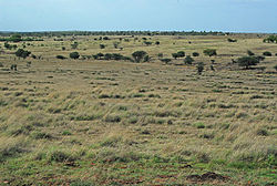 Grasslands at Nannaj Bustard Sanctuary