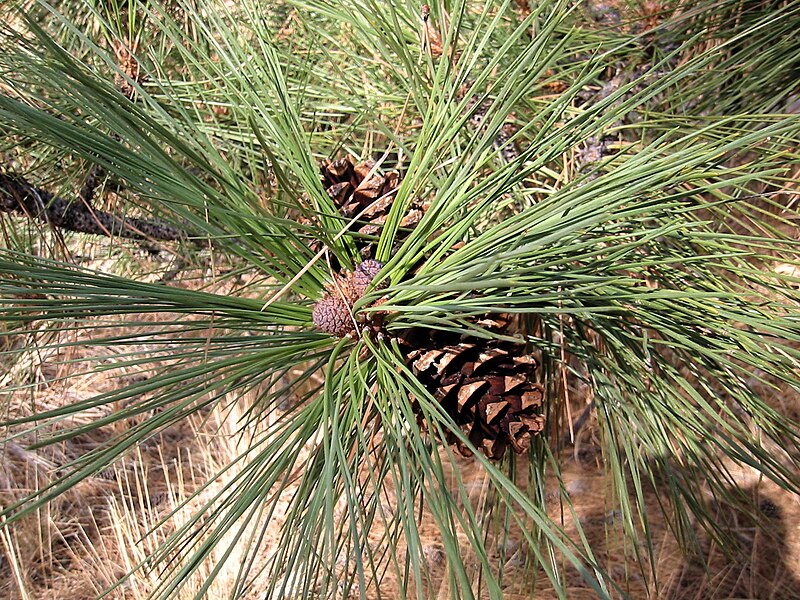 Файл:Pinus ponderosa 8124.jpg