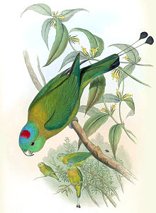 Prioniturus flavicans.jpg