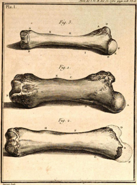 File:Proboscidean femurs 1764.png