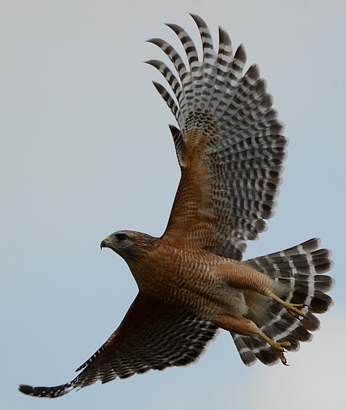 File:Red-shouldered hawk taking flight.JPG