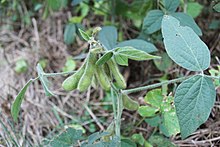 Soy bean pods.JPG