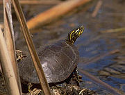 A western painted turtle standing on a dirt bank readying to enter a pond