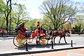 Carriage horse