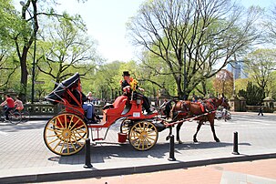 Carriage horse