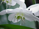 Eucharis