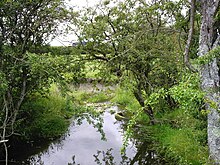 A few leafy trees around a small stream