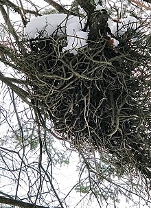 Witch's broom in Yamaska National Park, QC