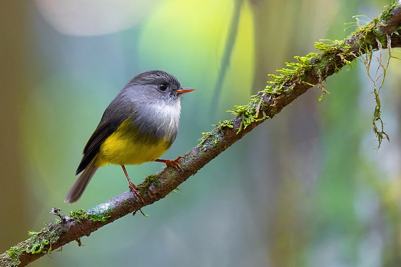 Archivo:Yellow-bellied Flyrobin 0A2A7419.jpg