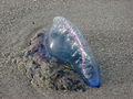 Portuguese Man O' War washed ashore in Melbourne, Florida