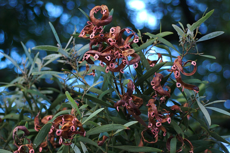 File:Acacia melanoxylon Seeds.jpg