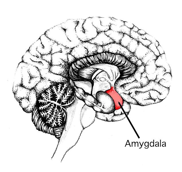 File:Amygdala.jpg