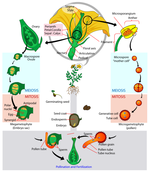 File:Angiosperm life cycle diagram-en.svg