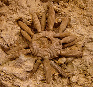 Balanocidaris marginata (fossil species).