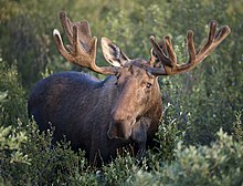 Bull Moose.jpg